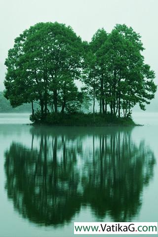 Trees reflection