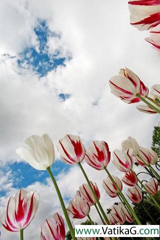 Tulip flowers