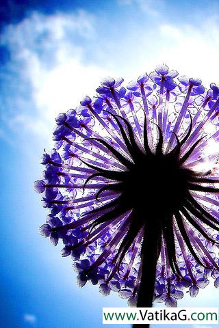 Purple dandelion