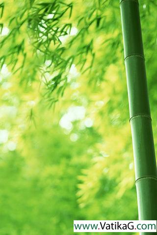 Summer bamboo