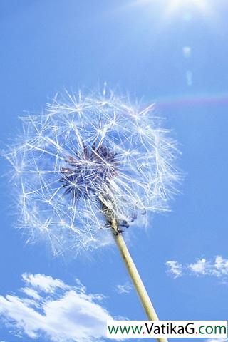 Enlarge dandelion