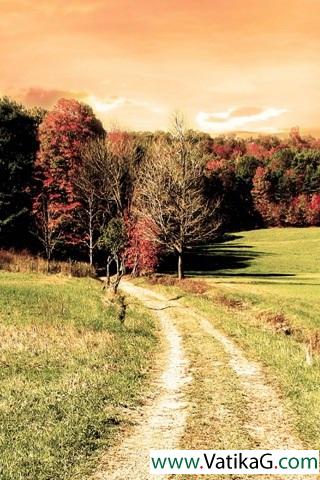 Forest paths