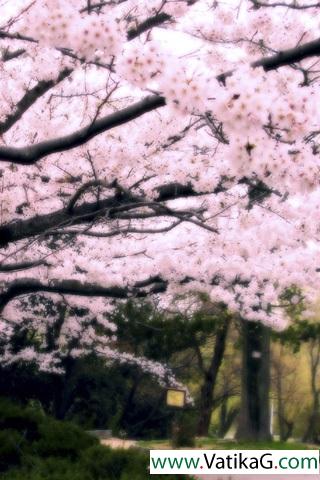 Flowers fallen