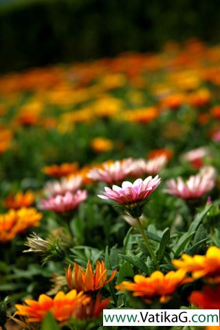 Flowers of a