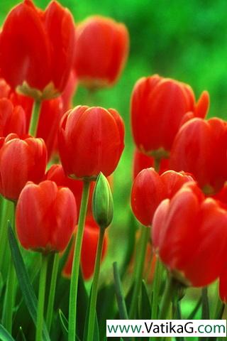 Red tulips