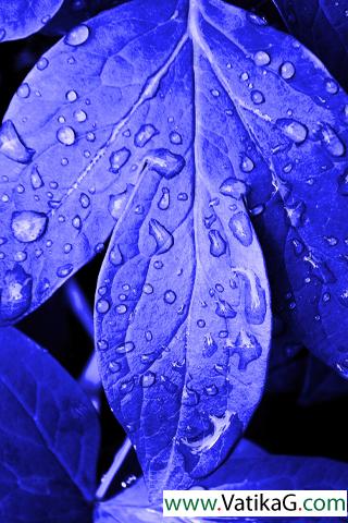 Blue leaves