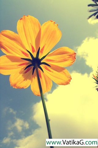 Large yellow flowers