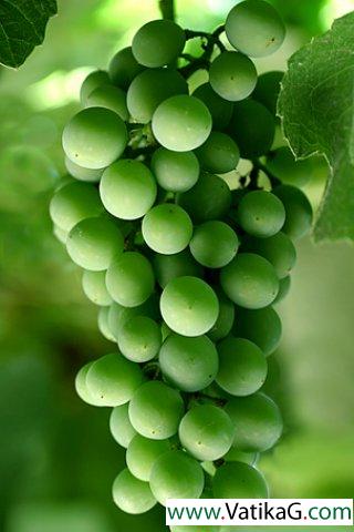 Dark green grapes