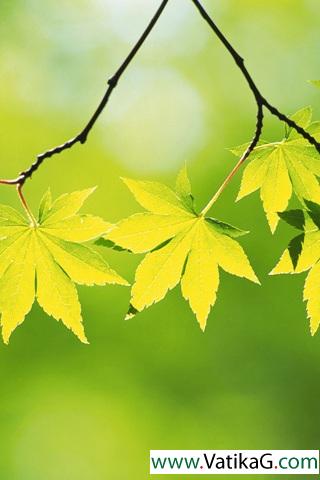 Yellow green leaves