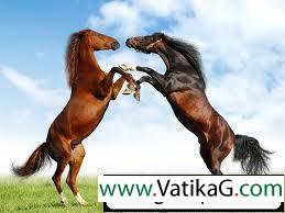 Horses