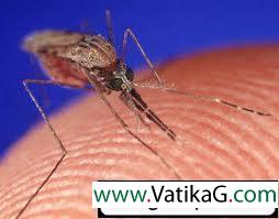 Mosquito