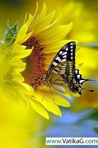 Nectar butterfly