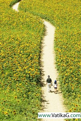 Fields of sunflowers