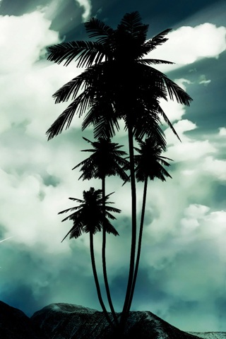 Coconut trees