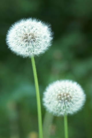 Fluffy dandelion