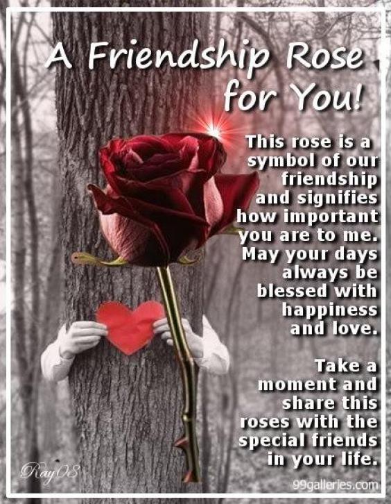 A frendship rose