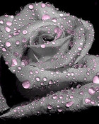 Love flower
