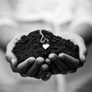  root of love