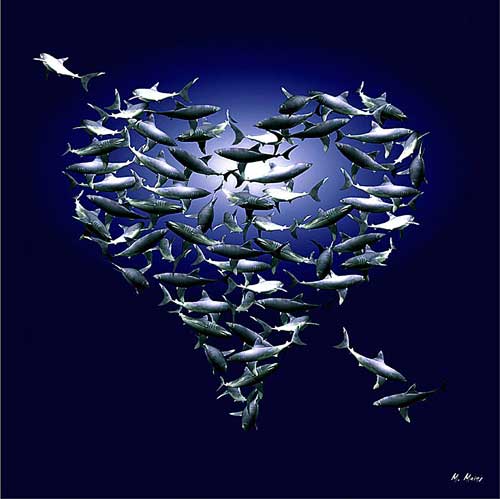 Love fish
