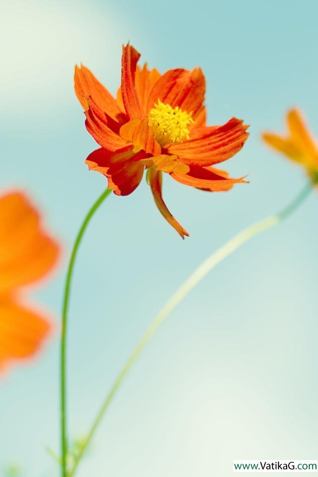 Flowers cosmos 