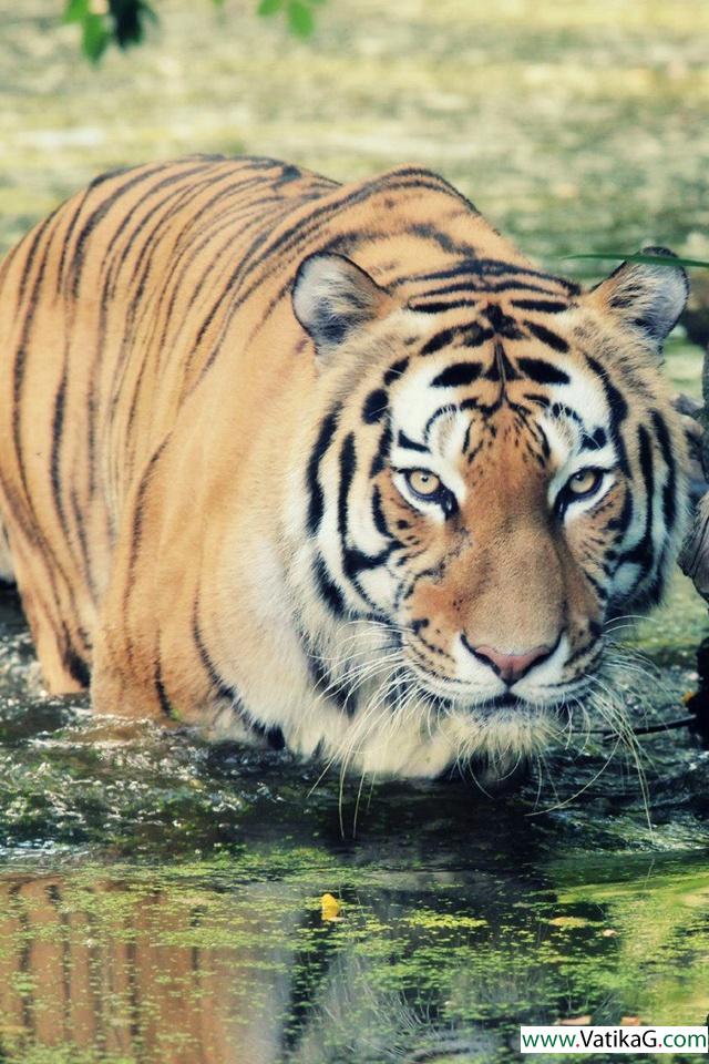 Wild tiger 