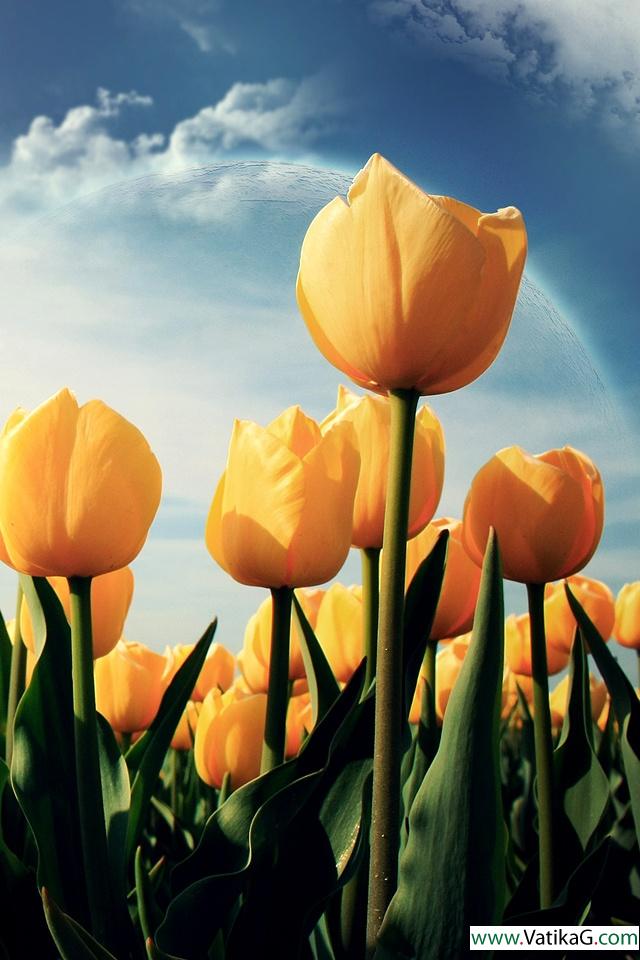 Tulips in yellow 