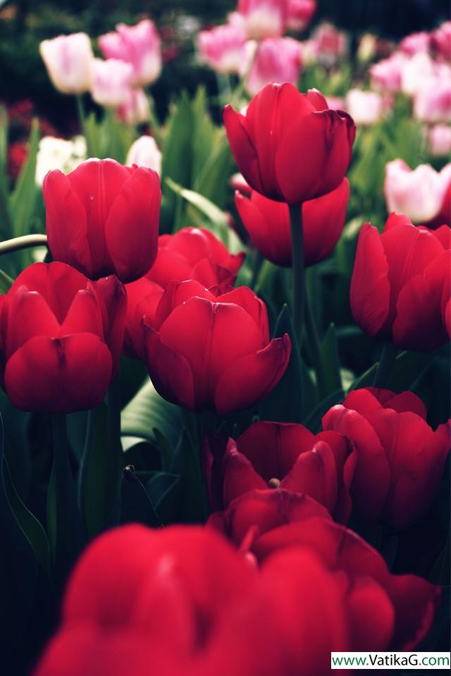 Beautiful tulips 