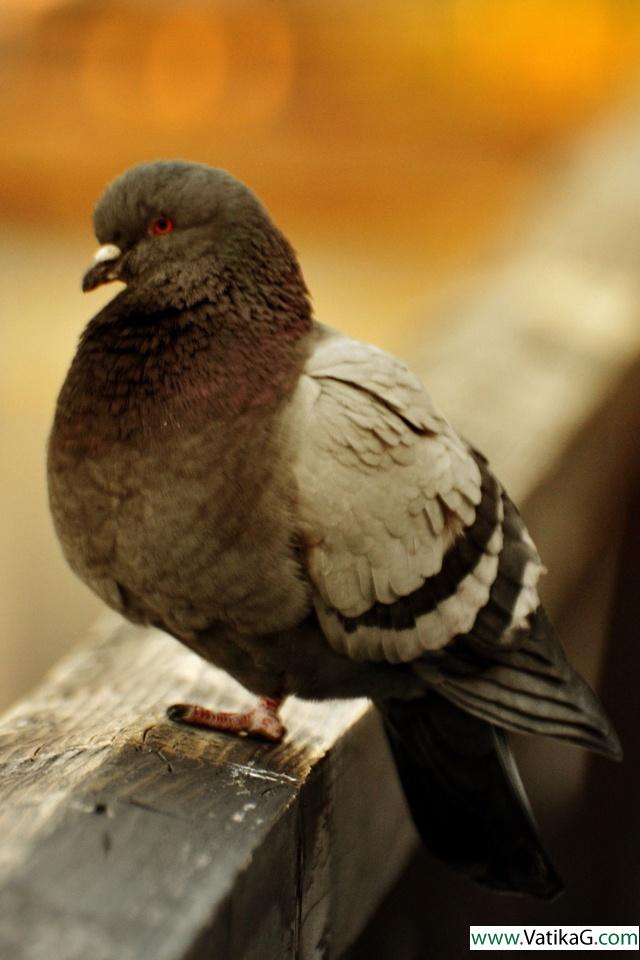 Bird 