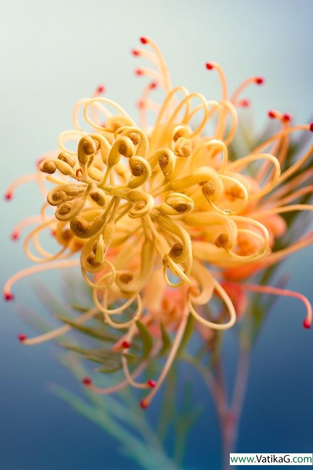 Grevillea 
