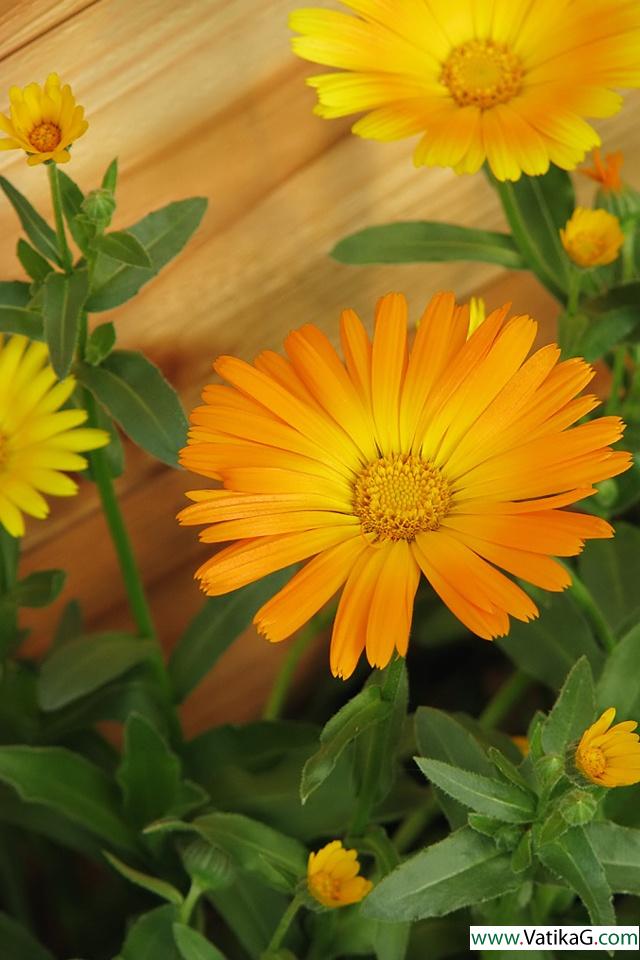 Calendula officinalis 