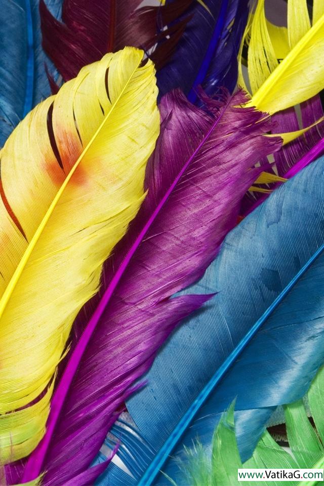 Colorful feathers 