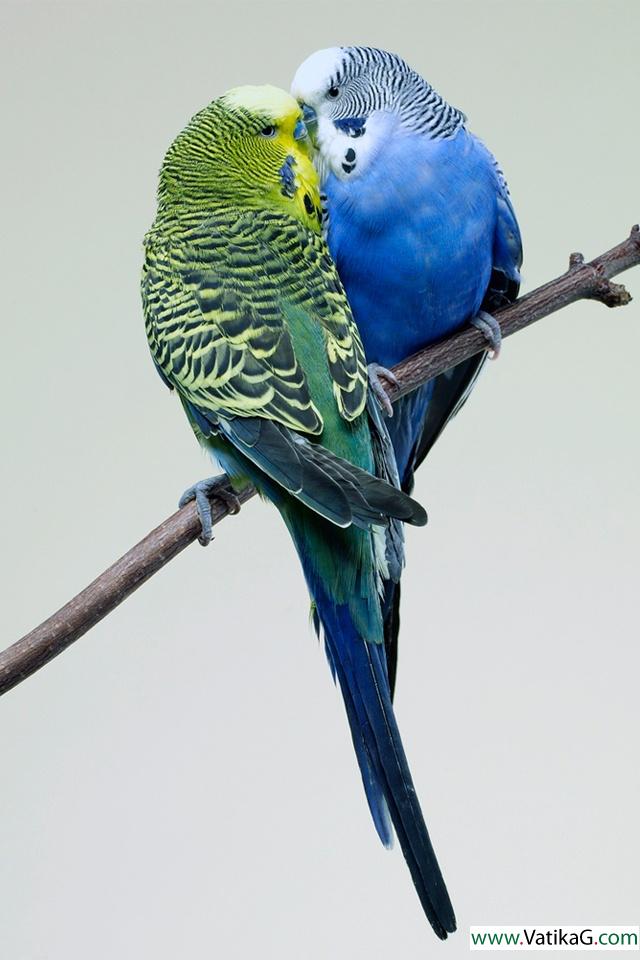 Budgies kissing 