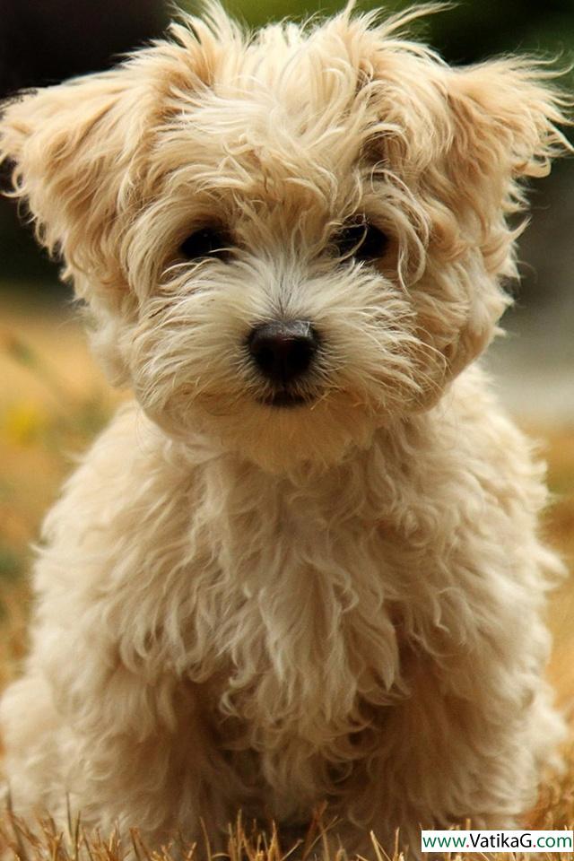 Havanese silk dog 