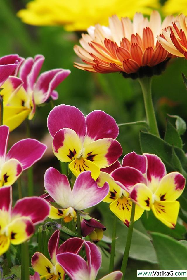 Viola spring flowers 