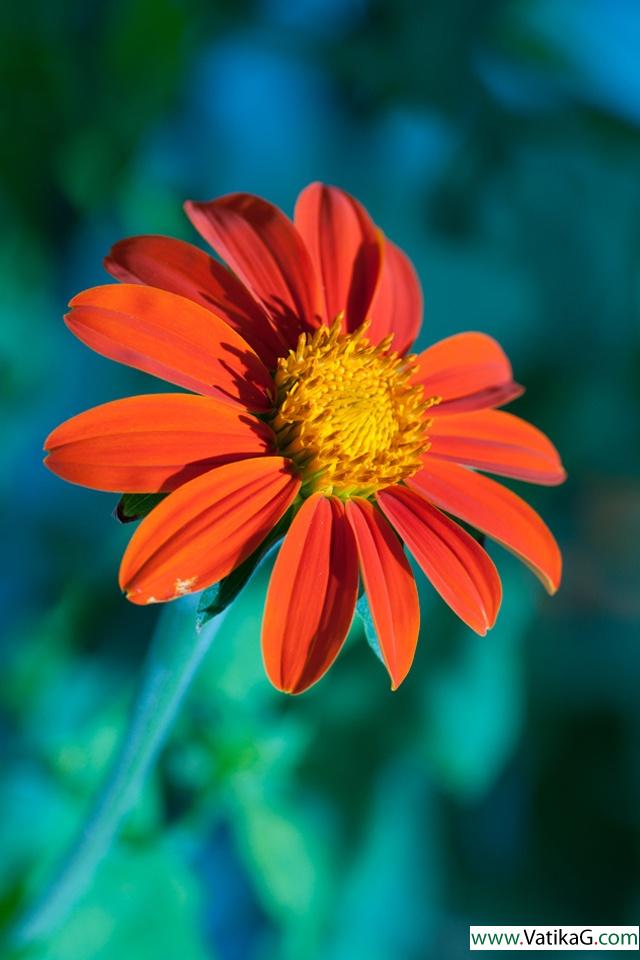 Gerbera daisy 