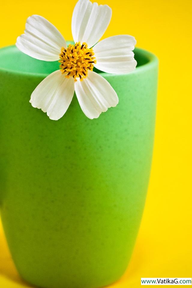 Flower in cup 