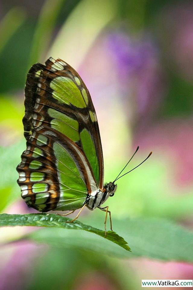 Green butterfly 