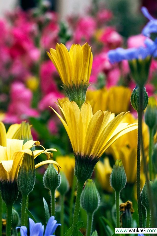 Vail flowers 