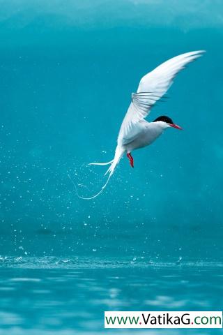 Arctic tern 