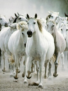 Horses