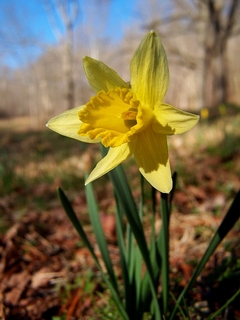 Daffodil flower