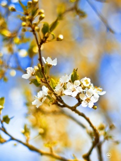 Cherry blossoms