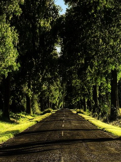 Trees n road