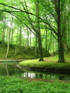 Green forest