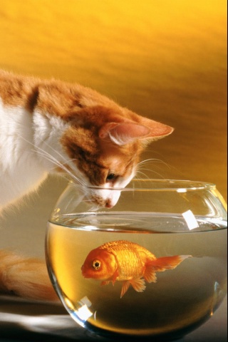 Goldfish and cat