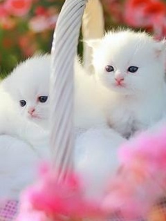 Download Cute white kittens  Love wallpapers for mobile phone..