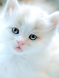 White angel