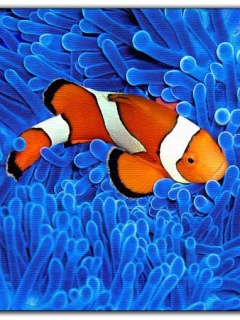 Clown fish