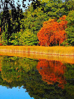 Nature reflection