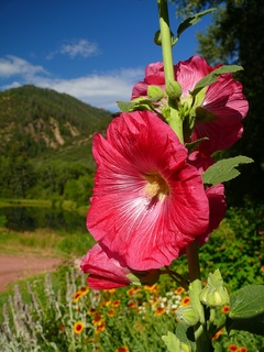 Hilly flower